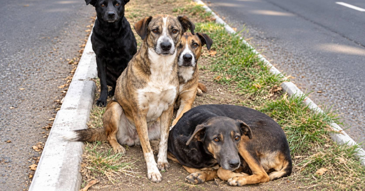 Cuba Tightens Animal Health Regulations and Enhances Veterinary Oversight Nationwide
