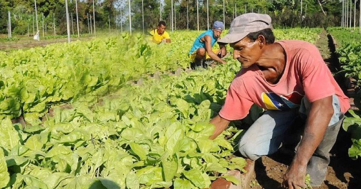Cuban Agriculture Ministry Updates Plant Import Regulations