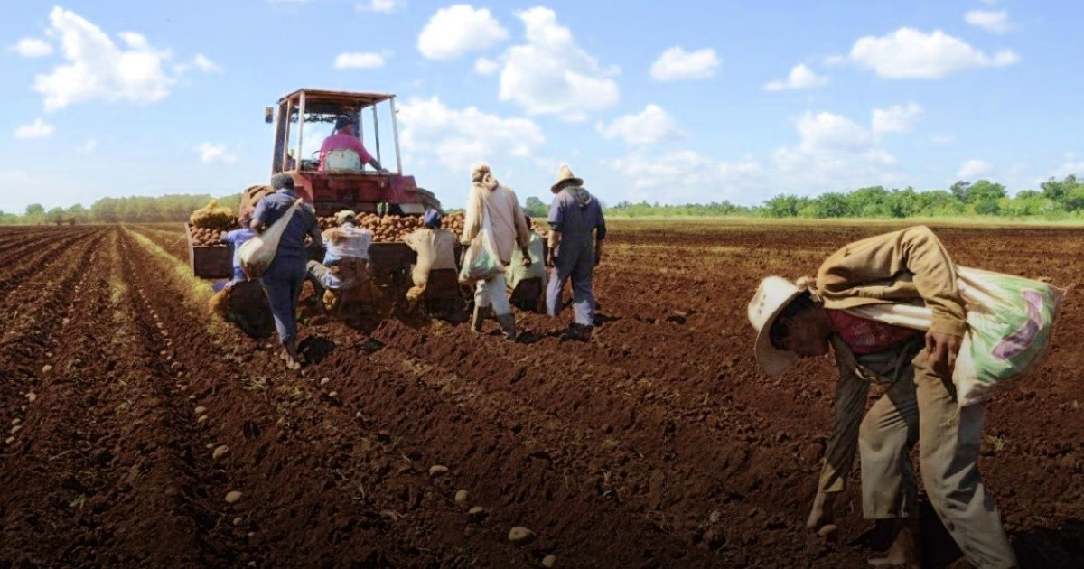 Cuban Ministry of Agriculture Eases Rules for Agricultural Product Sales in Retail Stores