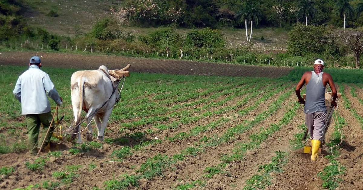 Cuban Government Revises Regulations to Bolster Agricultural Recovery