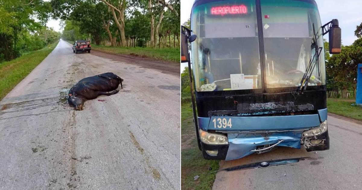 Cattle on Cuban Roads: A Hazard for Buses Near Ciego de Ávila