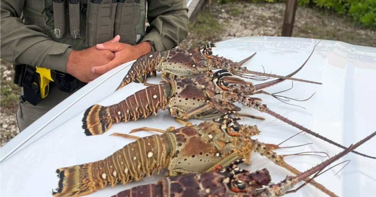 Man Arrested for Possessing Undersized Lobsters in Florida Keys