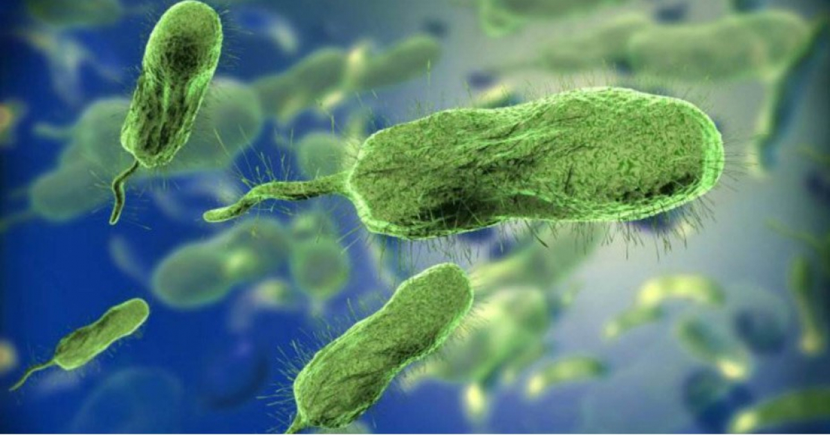 Bacteria Known as "Flesh-Eating" Claims Fourth Life in Florida, Reports 21 Cases in 2026
