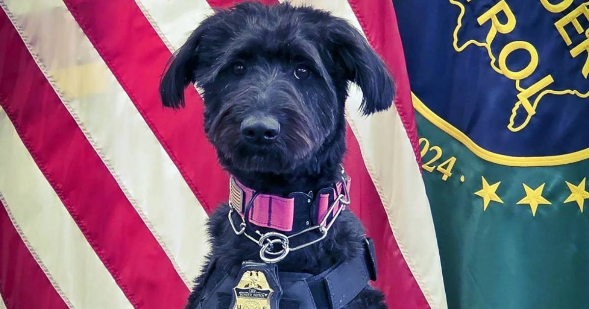 Dog Once Facing Euthanasia Now a Trailblazer in U.S. Border Patrol History