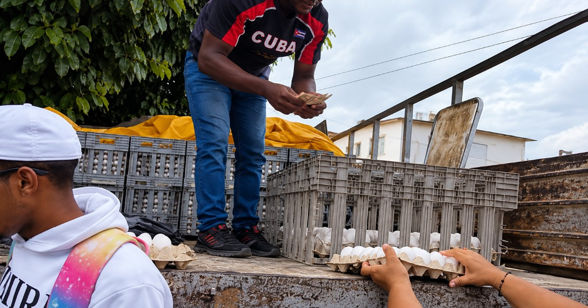 Cubans Outraged by Egg Prices: "I Thought the Goose that Laid the Golden Eggs Was a Fairy Tale"
