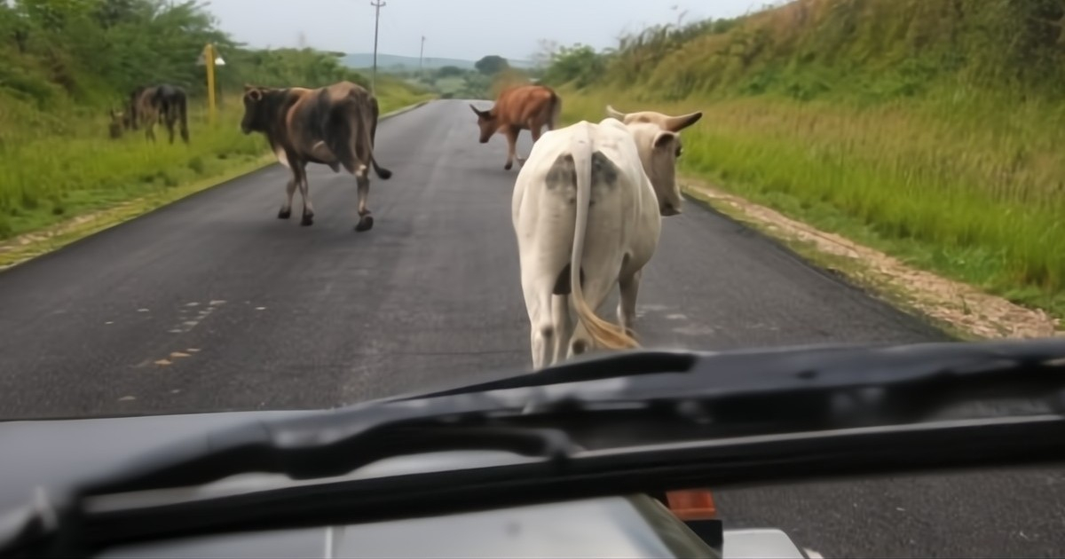 Loose Cattle Pose Serious Threat on Havana-Matanzas Highway