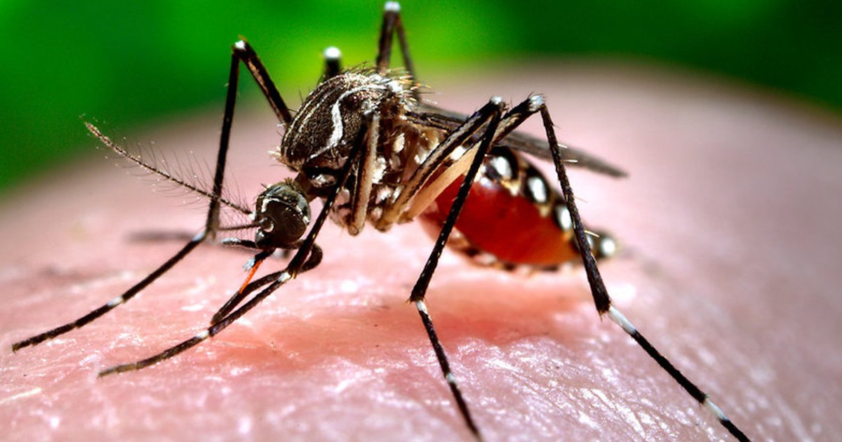 Dengue Cases in Cuba Surge Dramatically in 2026, October Expected to Hit Peak