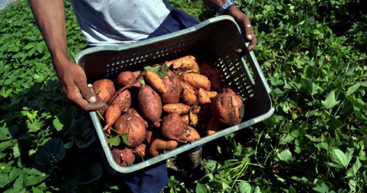 Cuban Council of Ministers Sets New Rules for Agricultural and Forestry Product Sales