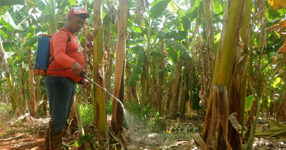 Agricultural Company in Artemisa Faces Massive Debt to Local Farmers