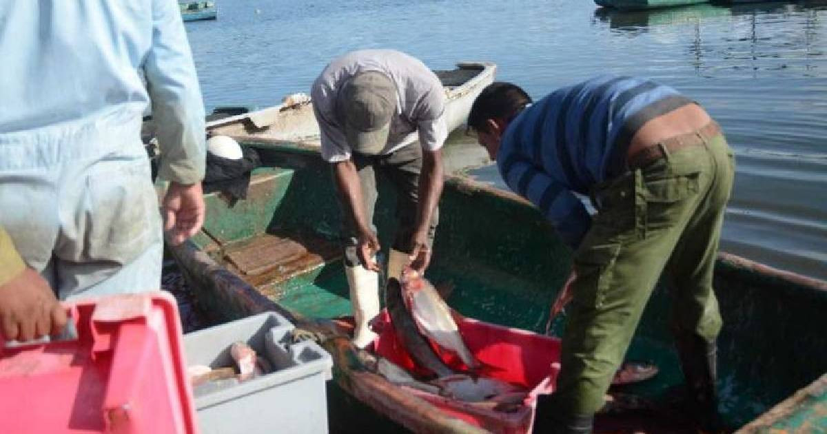 Where Has Cuba's Fish Gone? Official Data Reveal a Sharp Decline in Catch