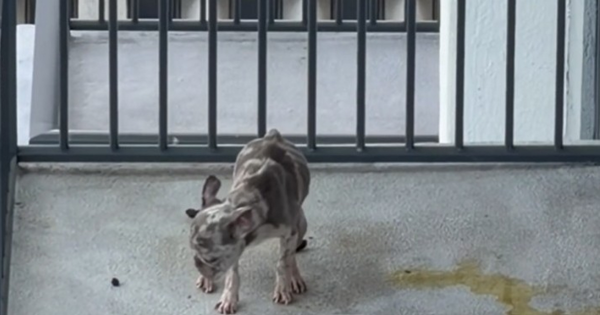 Dog Found Neglected on Miami Apartment Balcony Sparks Outrage and Investigation