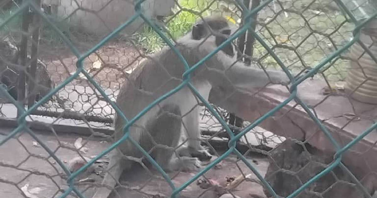 The Tragic End of Colón Zoo: Lions Dead, Crocodile Stolen, and Monkey Moved to Die