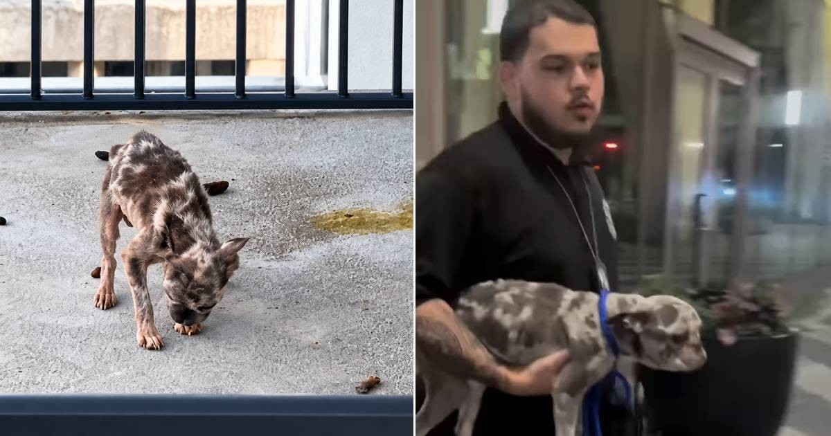 Puppy Rescued from Luxury Miami Condo; Owner Arrested
