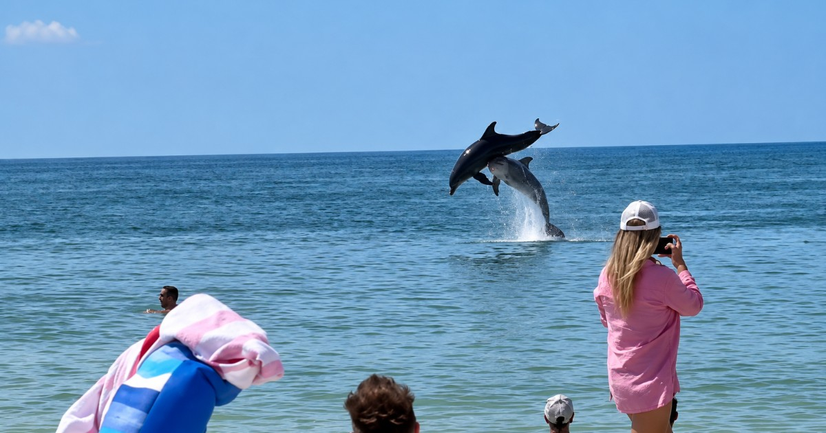 Dolphins Amaze Beachgoers with Spectacular Show at Florida Shore