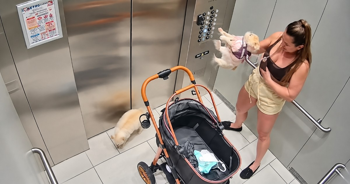 Woman in Hialeah Accused of Abusing Dog Captured on Elevator Security Footage