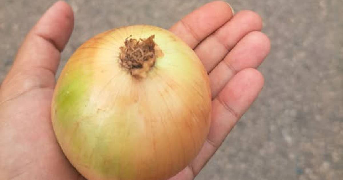 A Pricey Onion Sparks Outrage in Havana: What Would the Tooth Fairy Say?