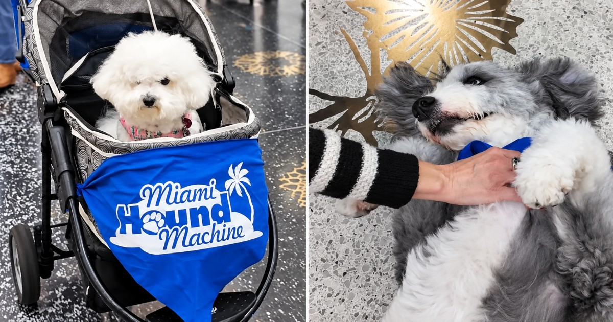 Miami Airport's Most Charming Patrol: Therapy Dogs Easing Traveler Stress