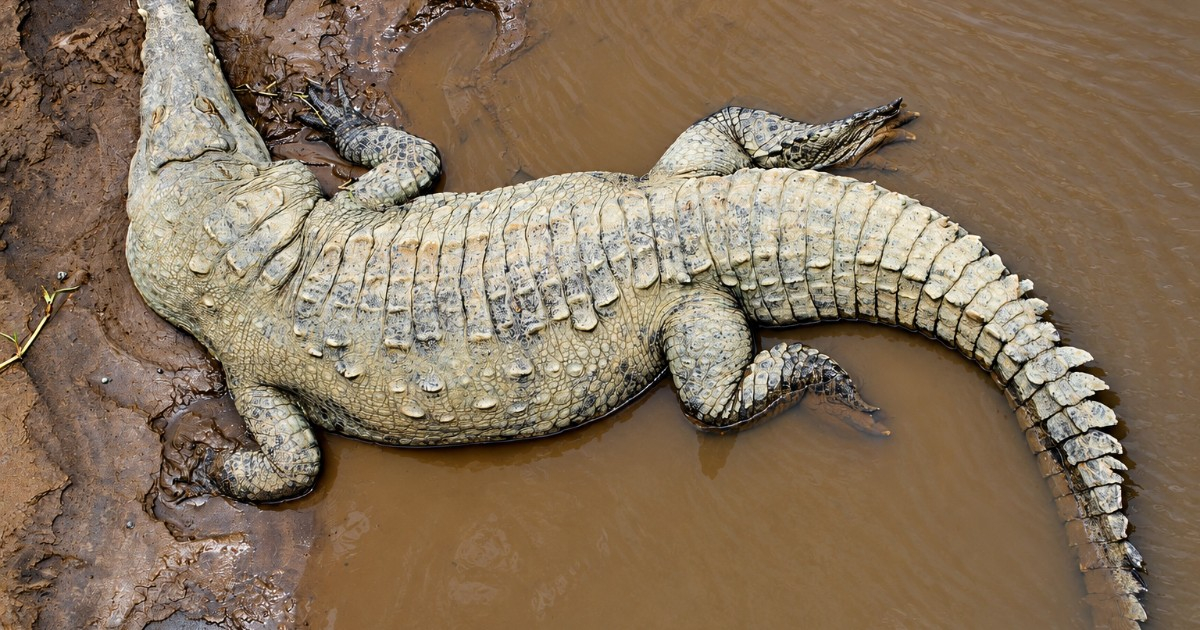 Florida Records First Alligator Death Linked to Lead Poisoning