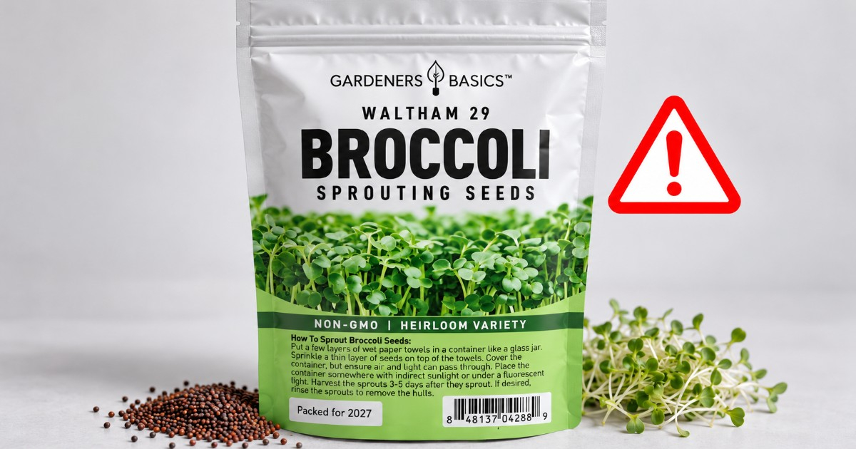 Broccoli Seeds Recalled from Amazon, Walmart, and TikTok Shop Due to Salmonella Risk