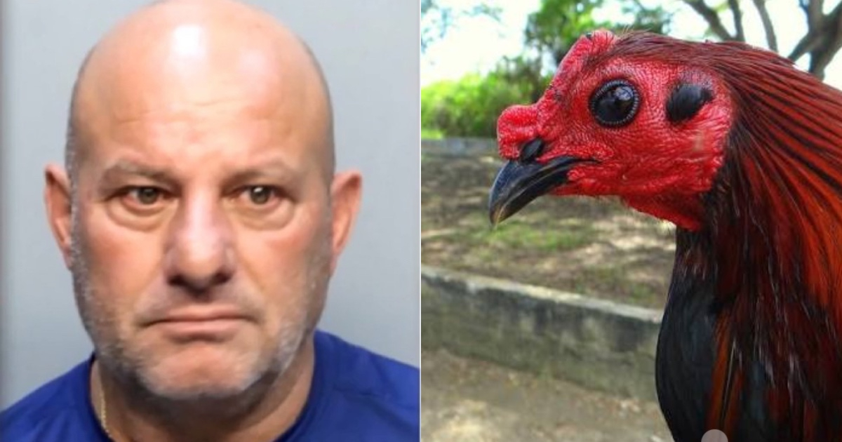 Second Arrest in Horse Country Cockfighting Network: Suspect Claimed Ownership of the Animals