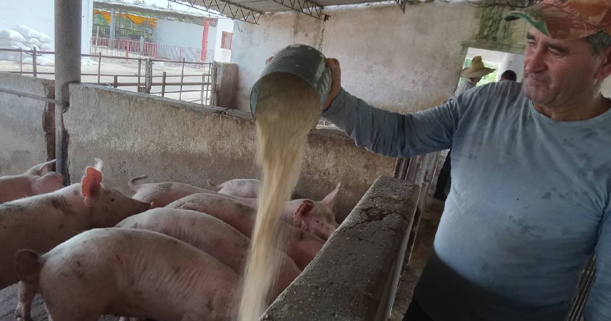 Private Firm Steps In to Revitalize State-Owned Pig Farm on Brink of Collapse in Artemisa