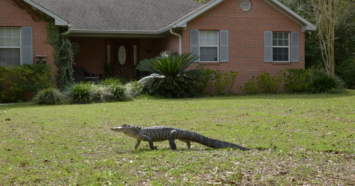 Florida Faces Increased Wildlife Encounters After Hurricane Isaias: Alligators and Snakes More Likely in Flooded Areas