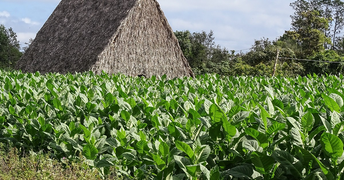 Cuba Embarks on Challenging Tobacco Campaign with Ambitious 20,000-Hectare Goal