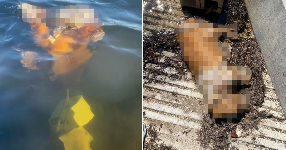Tragic Discovery in Miami: Dog Found Dead, Tied to Bricks Underwater – What We Know