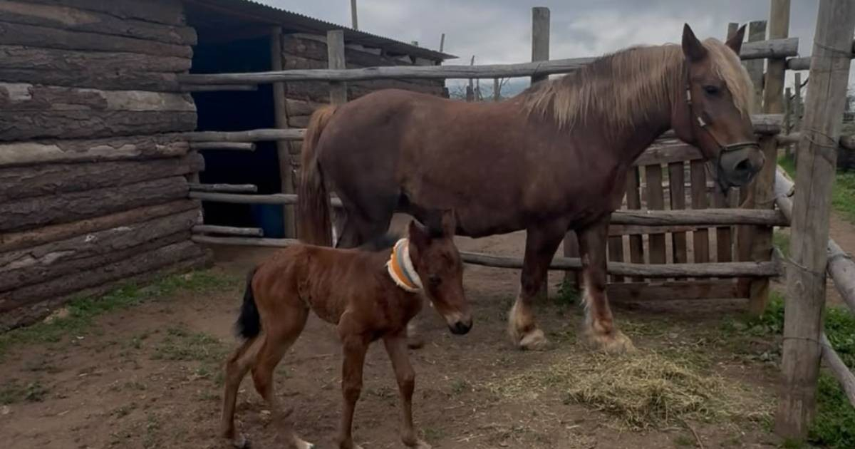Cuban Scientists Achieve Milestone with First-Ever Horse Cloning in Chile