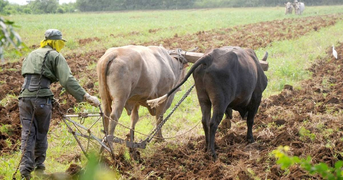 Guantánamo Offers Extensive Farmland, Yet Admits Limited Irrigation Availability