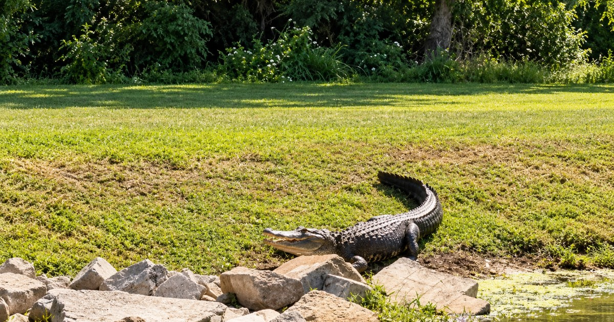 Alligator Nearly 12 Feet Long Kills 71-Year-Old Fisherman in Florida Lake