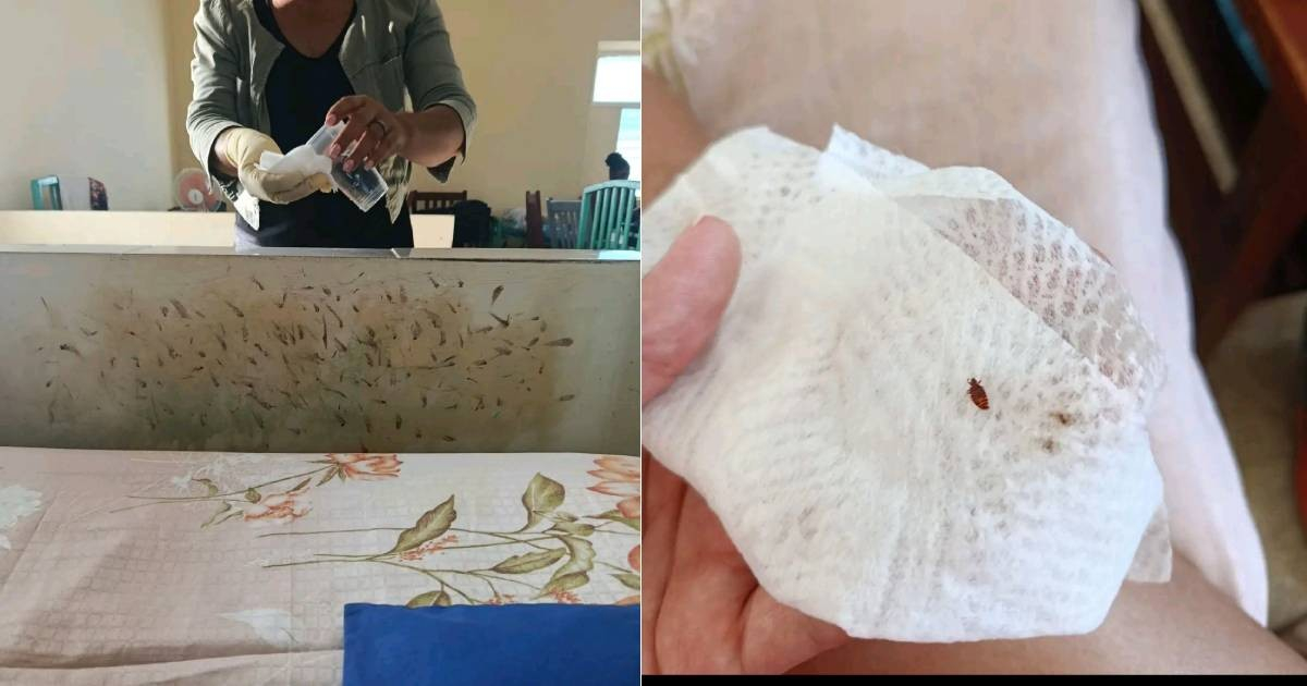 Bedbug Infestation Reported in Matanzas Maternity Hospital: "And They Want Us to Increase the Population"