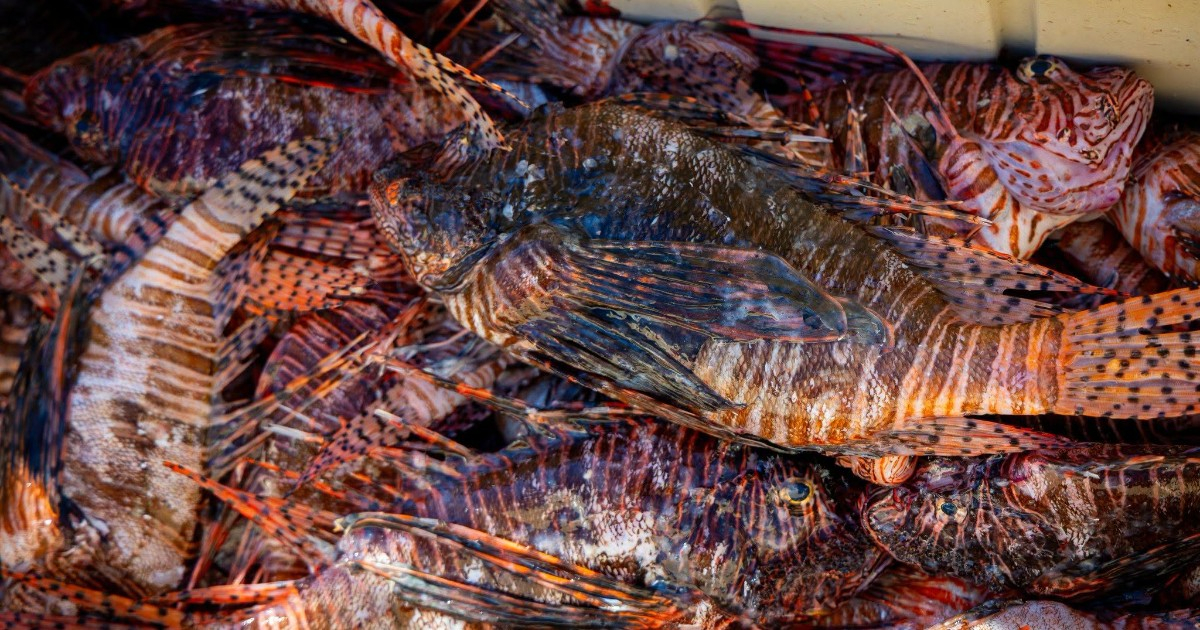 New Record Set as Over 36,000 Lionfish Removed from Florida Waters