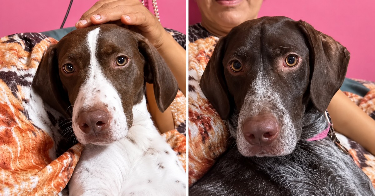 Homeless but Hopeful: Two Rescued Dogs Seek Loving Family