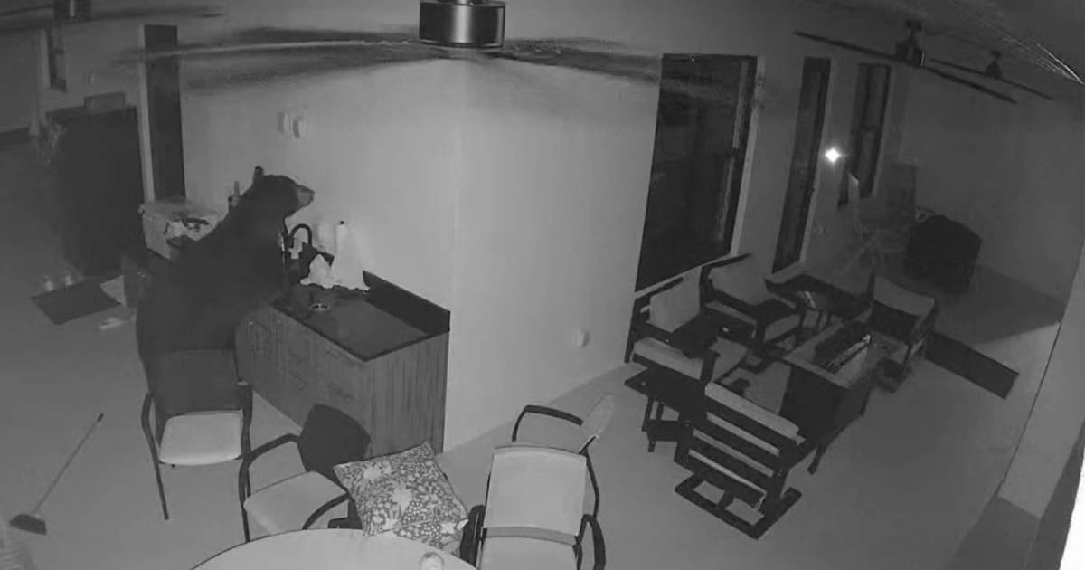 Bear Wanders into Florida Backyard, Raids Fridge for Alcoholic Drink: Caught on Camera