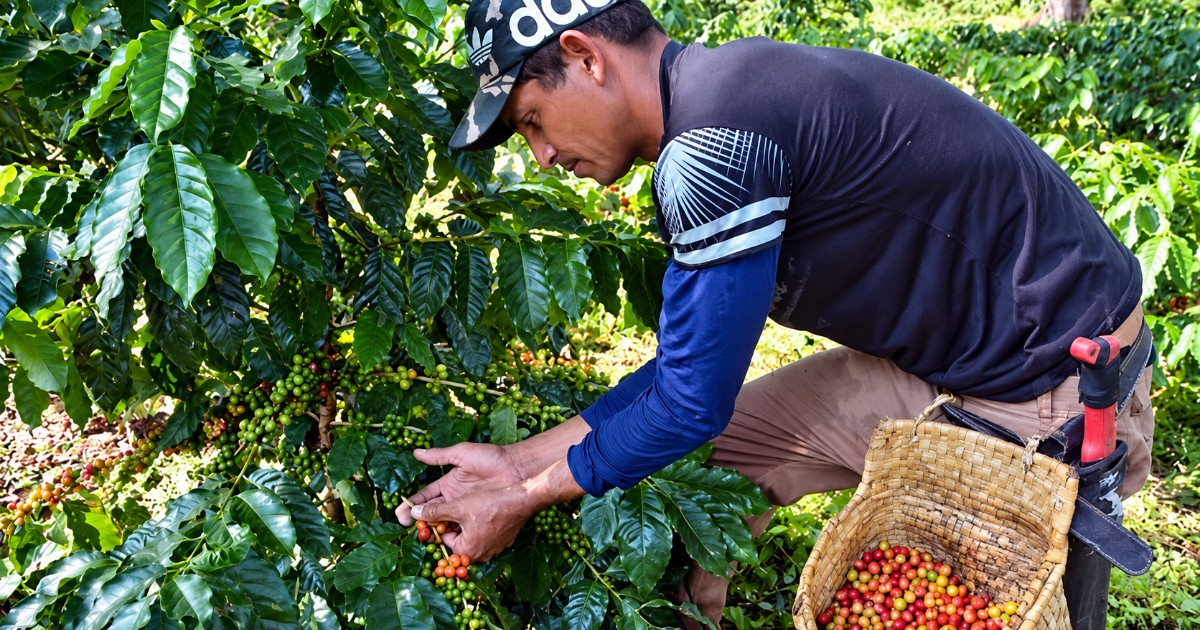 Cienfuegos Coffee Processor Plans Foreign Currency Payments for Current Campaign Farmers