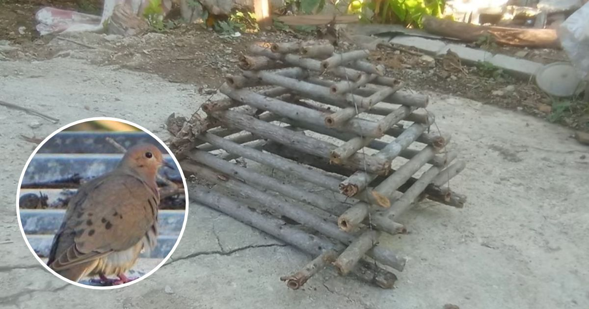 Cubans Resort to Pigeon Hunting Amidst Food Shortages