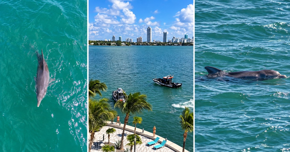 Cuban Man Uses Drone to Save Struggling Dolphin in Miami Waters, Alerts Authorities: "It Couldn't Breathe"