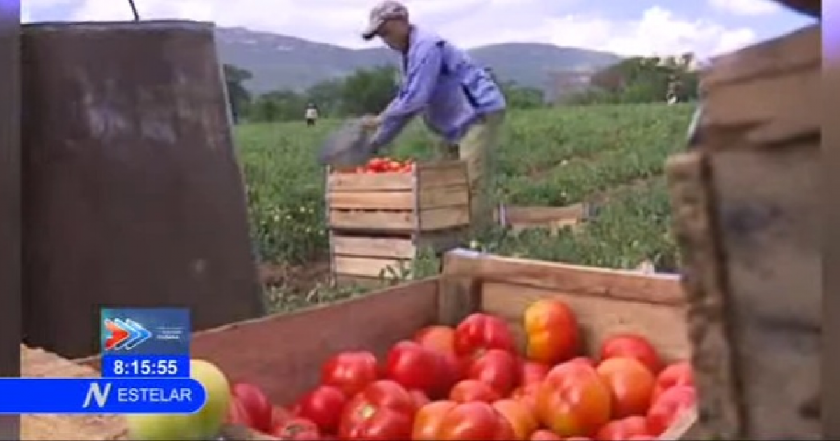 Sobreproducción tomatera en Guantánamo © NTV