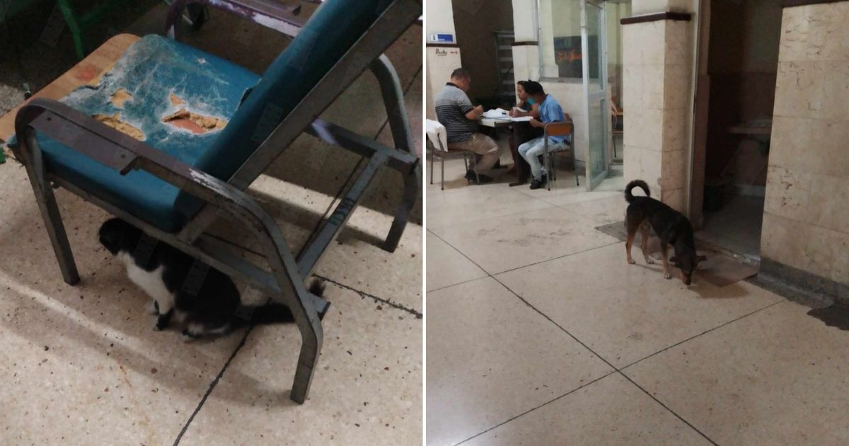 Presencia de animales en hospital infantil de Santiago de Cuba genera indignación