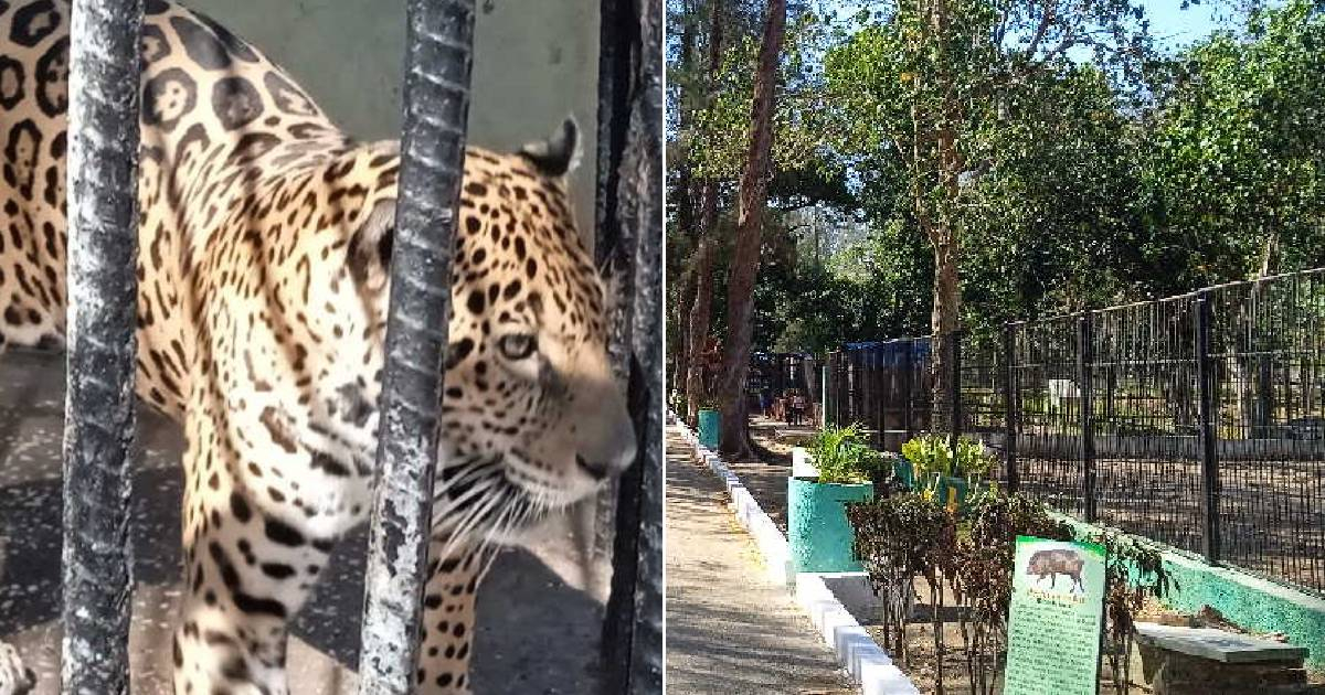 Leopardo Favio se adapta a su nuevo hogar en el zoológico de Sancti Spíritus