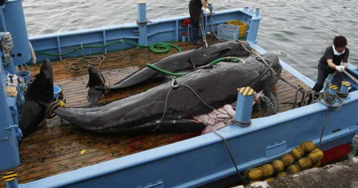 caza de ballenas © lasexta.com