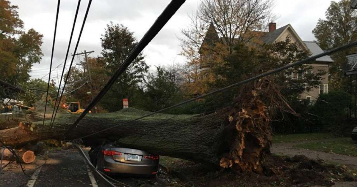 Árbol cae por fuerza de Philipe © NH Register