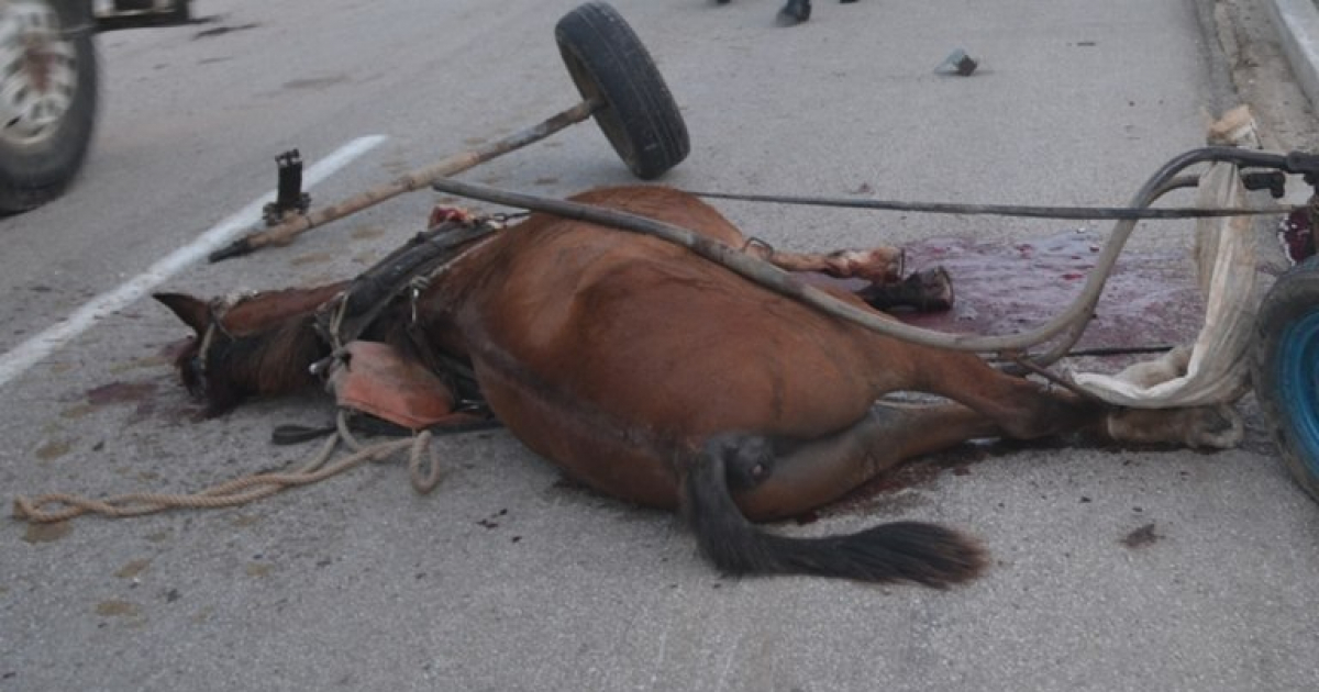 Caballo muerto tras accidente de tránsito en el municipio de Yaguajay © La Voz de Yaguajay