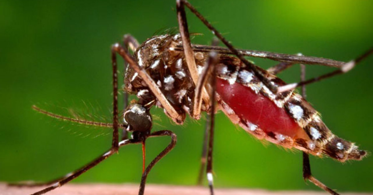 Mosquito Aedes Aegypti. © Ahora