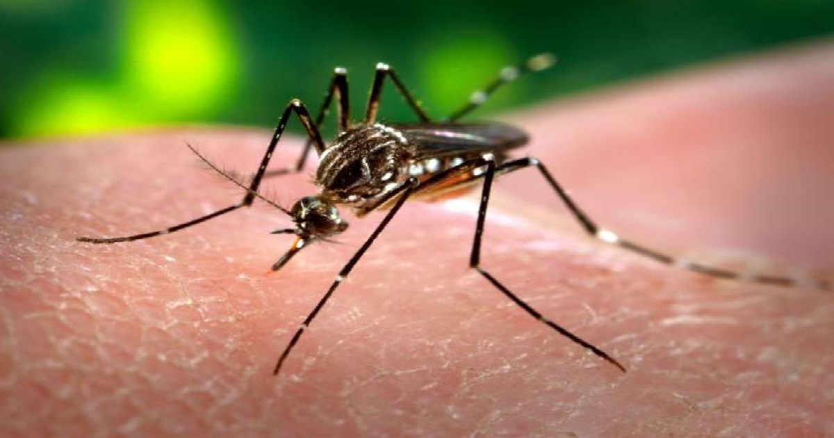  © Diagnostican otro caso de Zika importado en Cuba