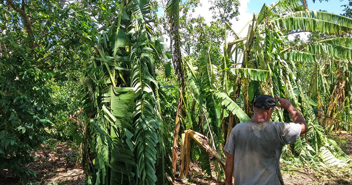 Afectaciones del huracán Irma en los campos de Cuba © Ccrdcuba.org