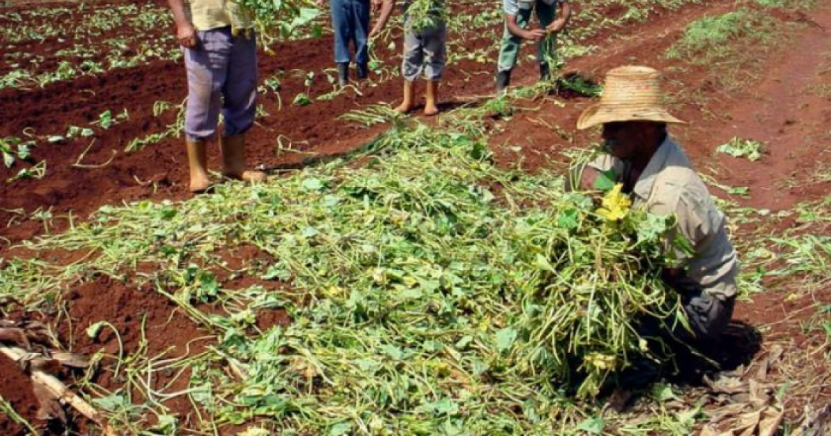 Agricultura-cubana © Granma