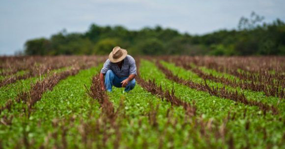 Agricultura en Cuba © Cubadebate