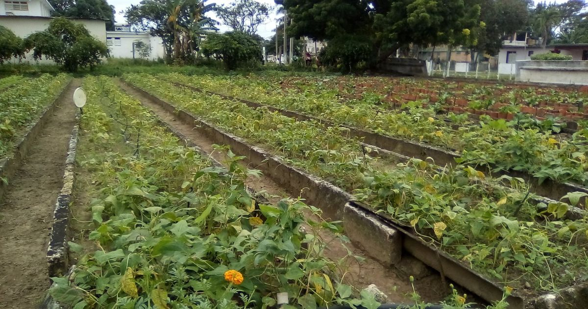 Huerto en antiguo vertedero: Propuesta del régimen para enfrentar la crisis alimentaria en Cuba